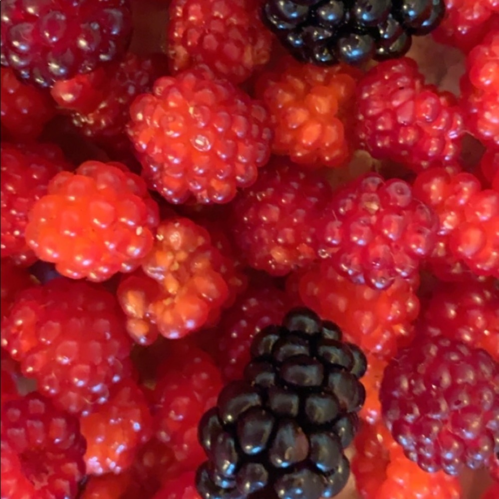 Meet your Posher, Cheyenne